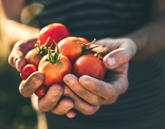 Neue Studie zeigt Erfolgsgeheimnisse für die Pflege und Aufzucht von Tomaten